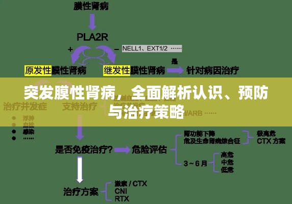 突发膜性肾病,全面解析认识、预防与治疗策略