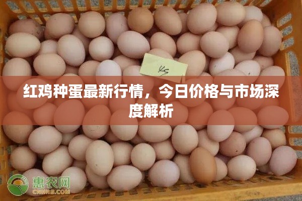 飞箭如蝗 第2页