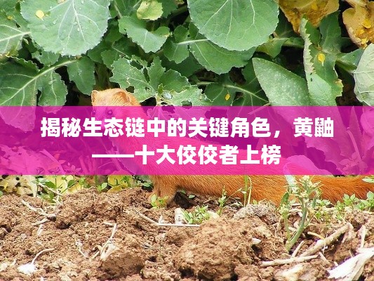 揭秘生态链中的关键角色,黄鼬——十大佼佼者上榜